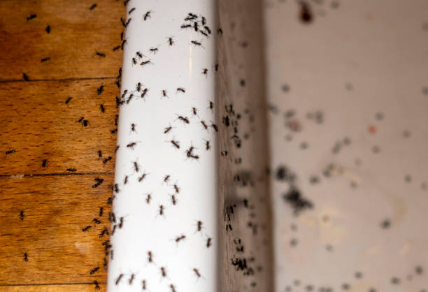 Best Affordable Pest Control Services  in Enterprise, UT