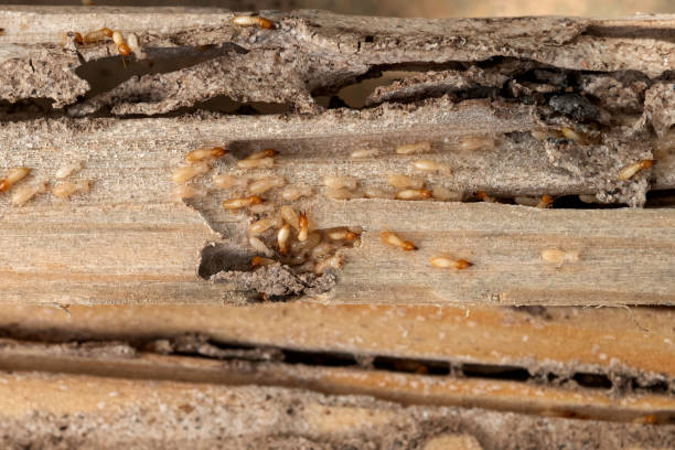 Best Pest Prevention Services  in Enterprise, UT